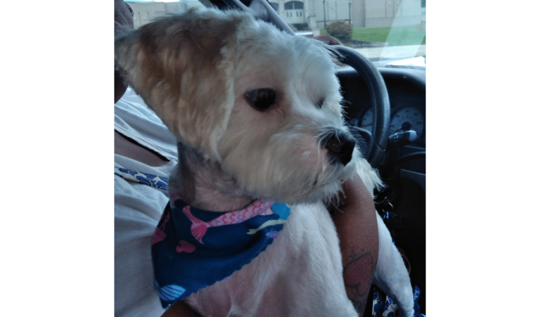 Home Care in Pittsburgh PA: Bella Boo Boo