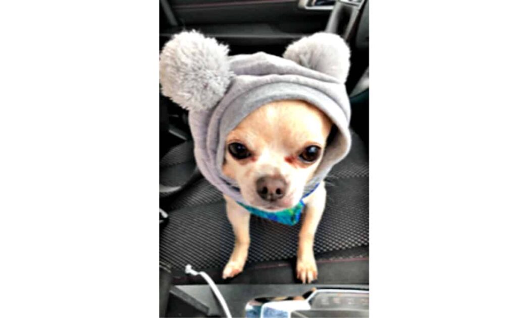 Home Care in Pittsburgh PA: Furry Valentines