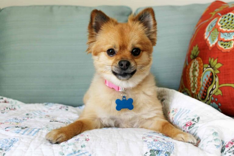 Homecare in Sewickley PA: Best dogs for seniors